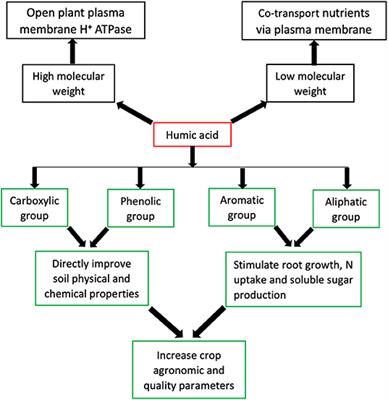 Understanding the Role of Humic Acids on Crop Performance and Soil Health